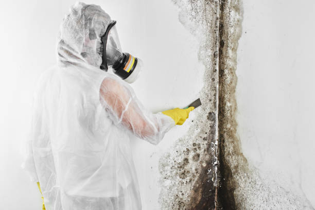 Best Post-Flood Mold Remediation in Bellbrook, OH