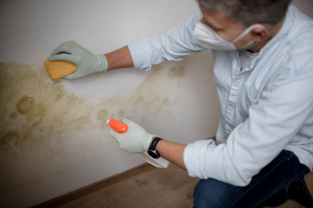 Best Attic Mold Remediation in Bellbrook, OH