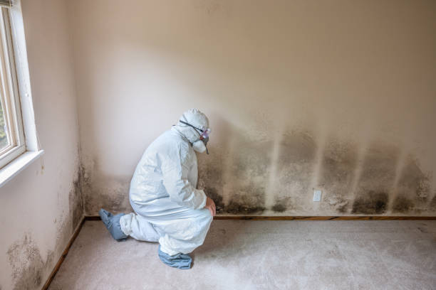 Best Basement Mold Remediation in Bellbrook, OH
